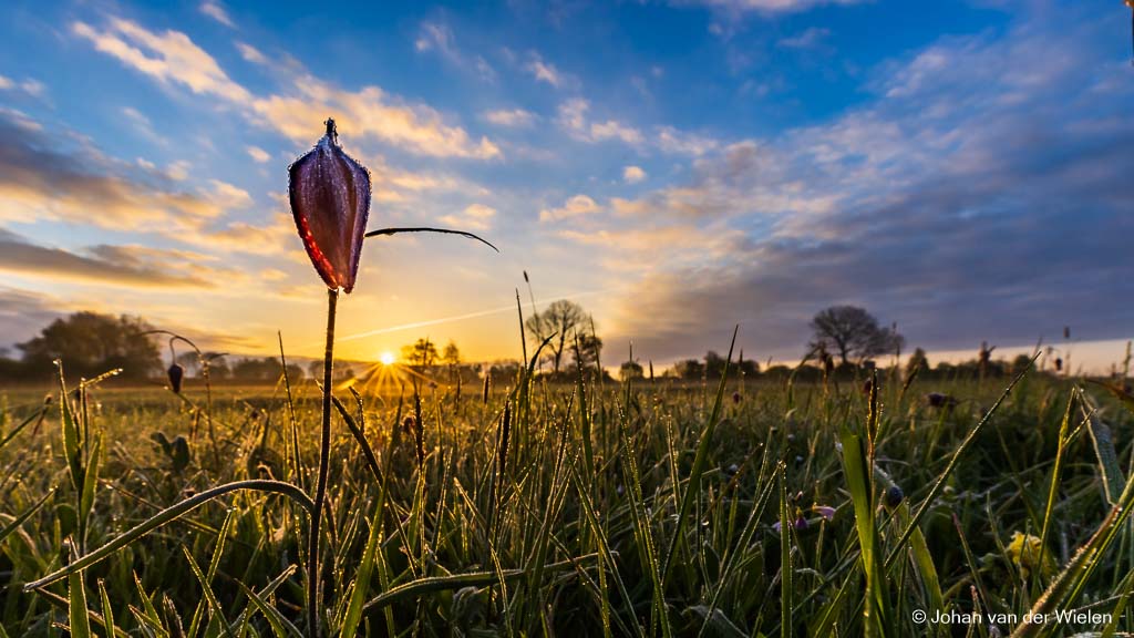 2022_04_28-JvdWielen_2022_04_28-JvdWielen_STL_JR5_2256-HDR_LoRes