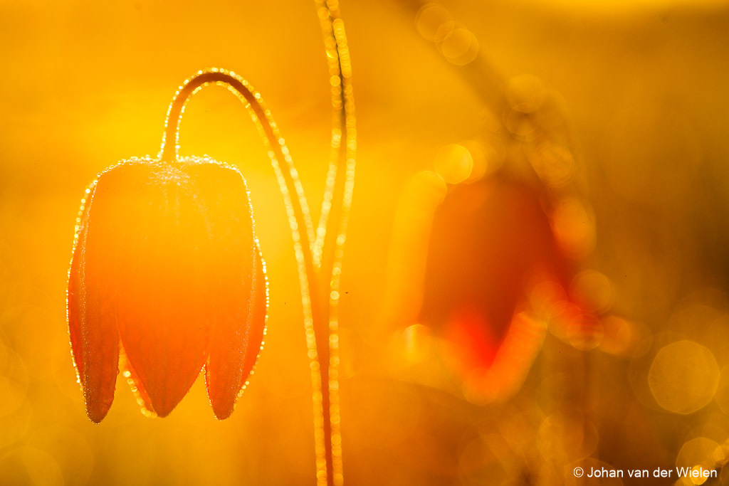 Kievitsbloem; Frillaria meleagris; Snake's Head Fritillary;