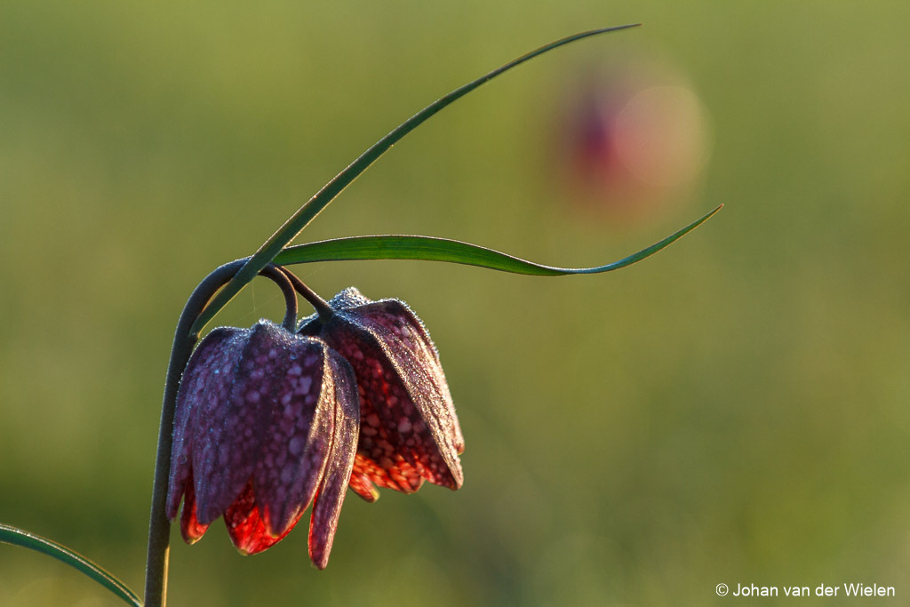 kivietsbloem; Fritillaria meleagris; Snake's Head Fritillary