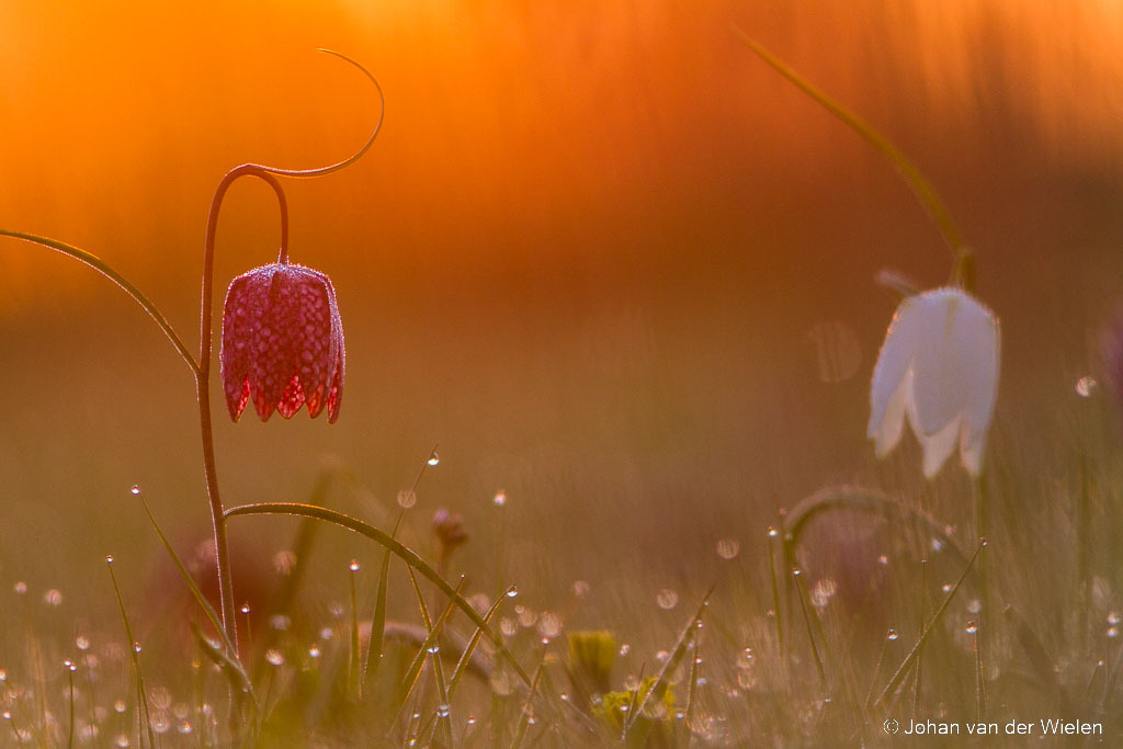 kivietsbloem; Fritillaria meleagris; Fritillary