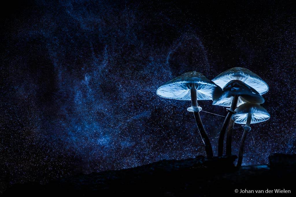 mysterieuze porseleinzwam; mysterious porcelain mushroom