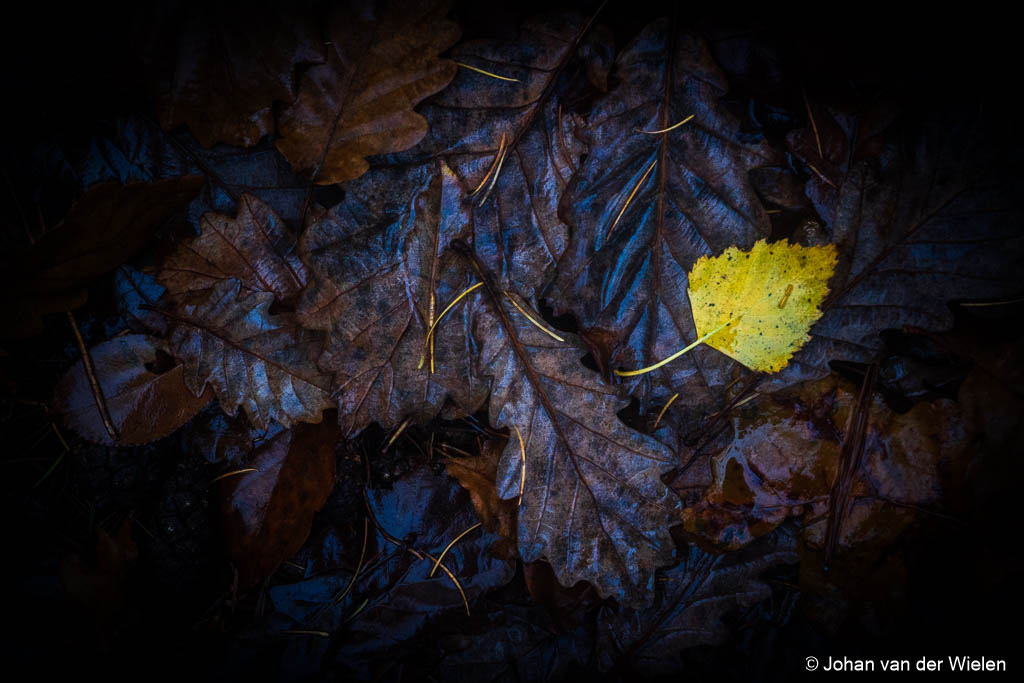 The last leaf...