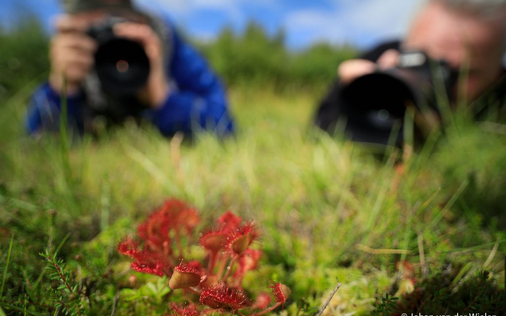 Op enkele plaatsen komt het zeldzame vleesetende plantje zonnedauw voor.