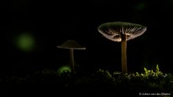 ~ Paddenstoelen ~ basisworkshop flitstechnieken