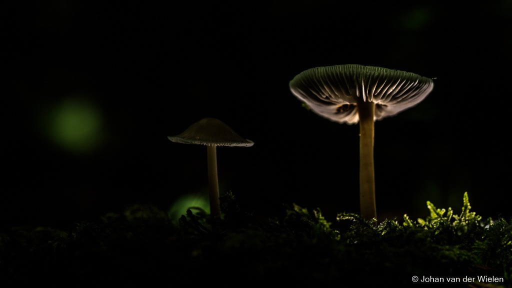 ~ Paddenstoelen Waterloopbos ~ basisworkshop flitstechnieken