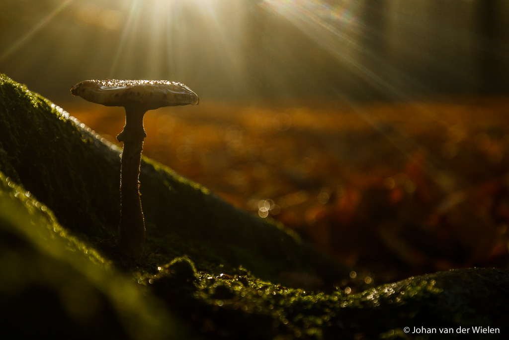 Herfstworkshop sfeerfotografie