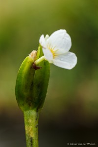 bloem krabbenscheer, rode lijst