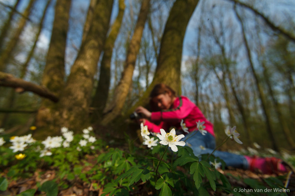 meisje druk bezig met zelf fotograferen van de bosanemonen; girl busy photographing the wood anemones