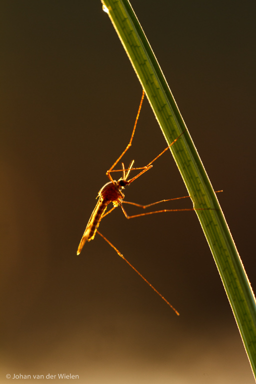steekmug in tegenlicht na zonsondergang op een grasspriet; Horsetail in backlight after sunrise on a blade of grass