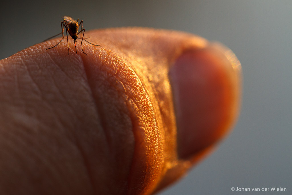 steekmug in het warme ochtendlicht prikt in de duim van de fotograaf; mosquito in the warm morning light pierced the thumb of the photographer