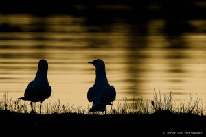 Een silhouet tegen het water met daarin de kleuring van het laatste licht is mooi… maar als je twee meeuwen hebt die ook nog lijken samen te spannen ben ik nog veel blijer.