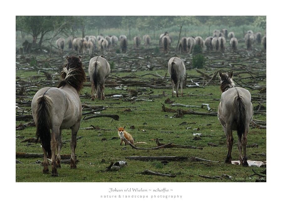 Aan het eind van de safari begon het te regenen. Terwijl de Koniks de regen gelaten over zich laten komen zit een vos in hun midden te mokken