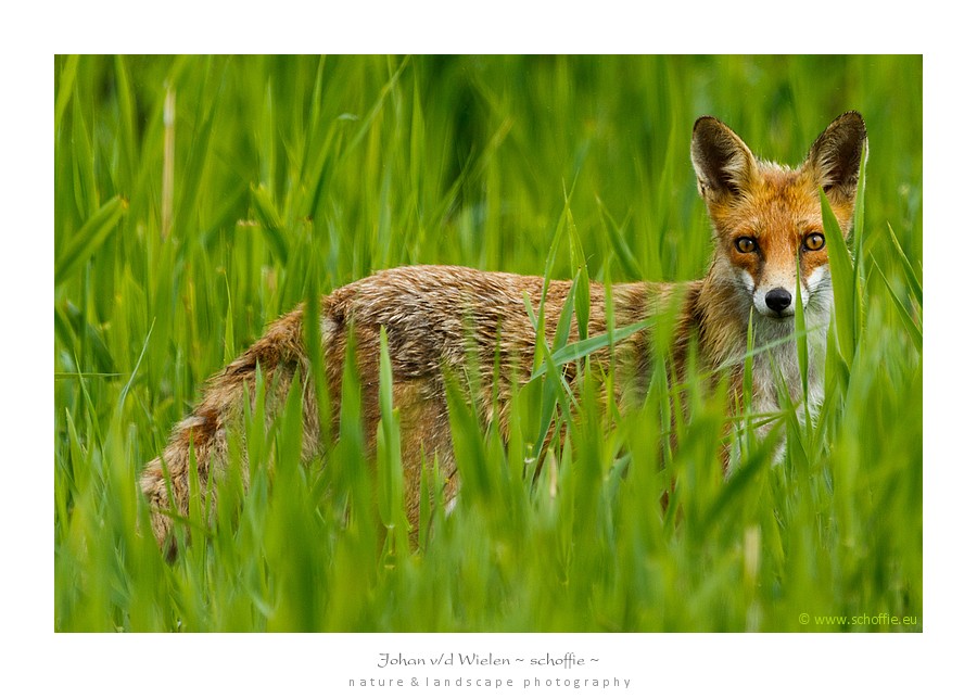 In het hoge gras staat een vos ons op te wachten... rent de ene vos weg... blijft de ander zonder problemen voor ons staan!