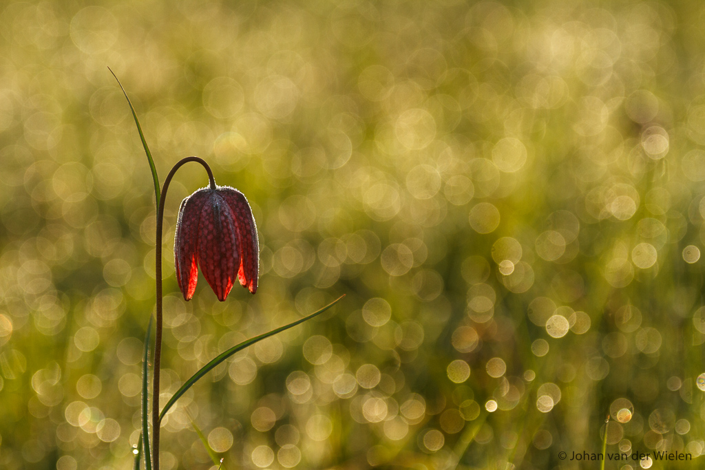 De Nederlandse tulp bloeit maar twee weken per jaar en ook nog maar op een paar plekken. Ontdek meer over het in de wind dansende klokje van deze unieke plant.