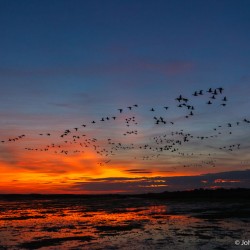 ~ Wadden Masterclass ~ 3 dagen Schiermonnikoog