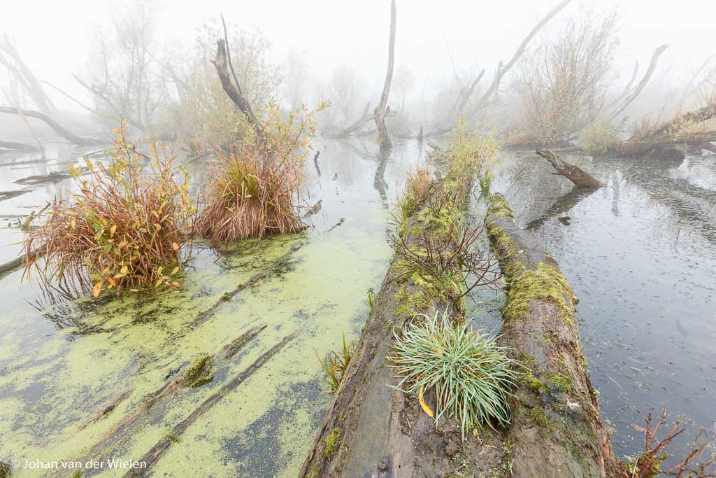 Moeras Ooostvaardersplassen, runner-up bij Lowland Photo Contest 2015, categorie 'wildernis van de lage landen'