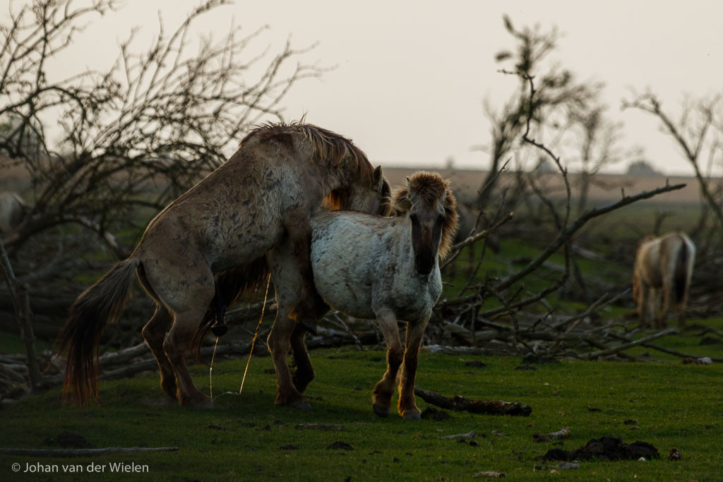 En te midden van deze heftigheid wordt er druk gepaard... weinig romantisch maar snel, effectief en met als enige doel de eigen genen te laten voortleven.