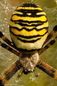 Wespspin