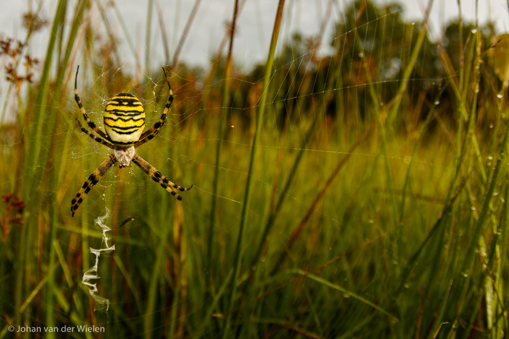 Groothoek macro met fisheye lens, zowel je onderwerp mooi in beeld als een stuk van de omgeving. Je hebt echt het gevoel dat je dichtbij zit.