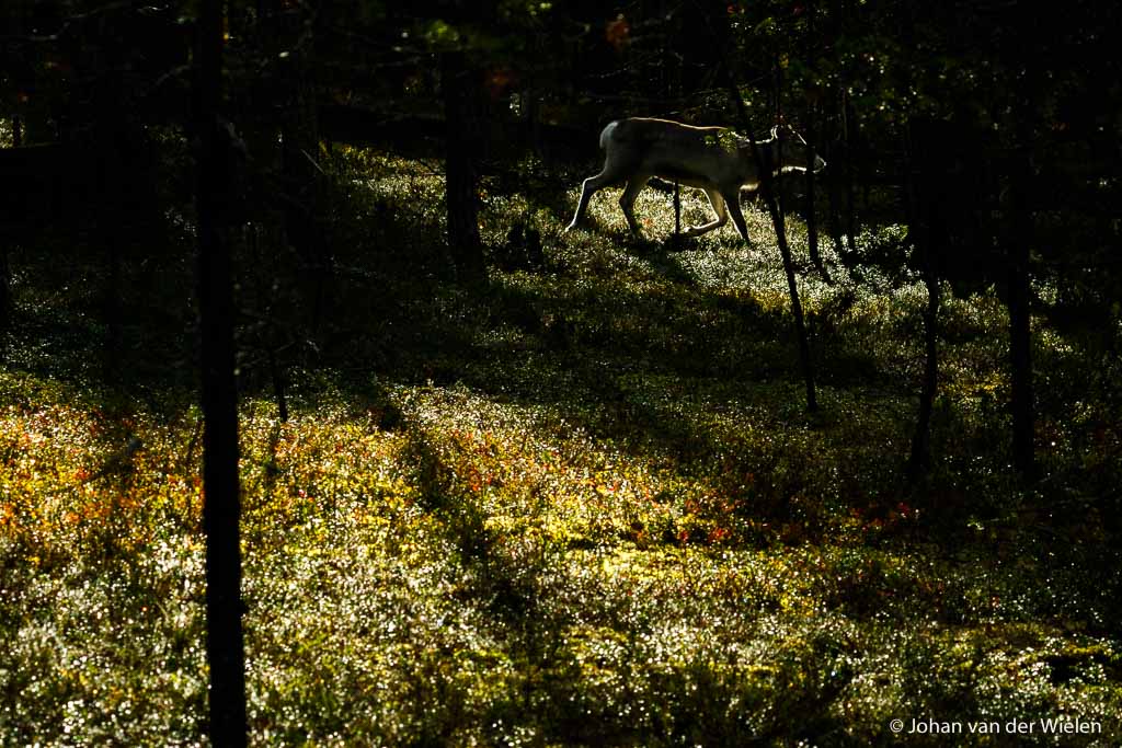 Eenzaam rendier in tegenlicht, Finland - de werkelijkheid? Ik sta op het puntje van mijn tenen over 10 cursisten heen te fotograferen die ik onderwijl met kennis probeer te ondersteunen