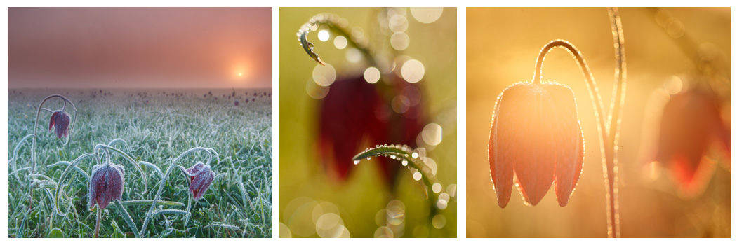 BOEK HIER ~ Kievitsbloemen in avondlicht ~ praktijkworkshop macrofotografie