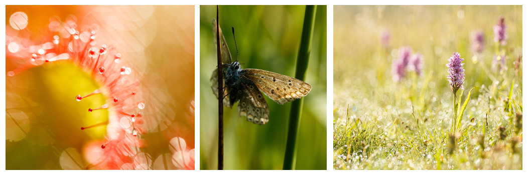 Workshop macrofotografie bloemen en insecten