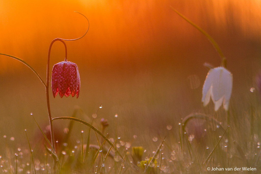 kivietsbloem in het gouden ochtendlicht; Fritillary in golden morning light