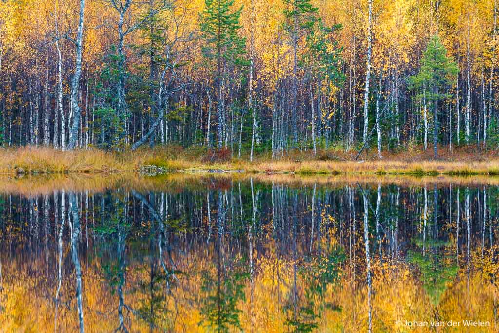 Taiga met berken in gele herfstkleur reflecteren in het water; Taiga with birch trees in yellow fall color reflecting in the water