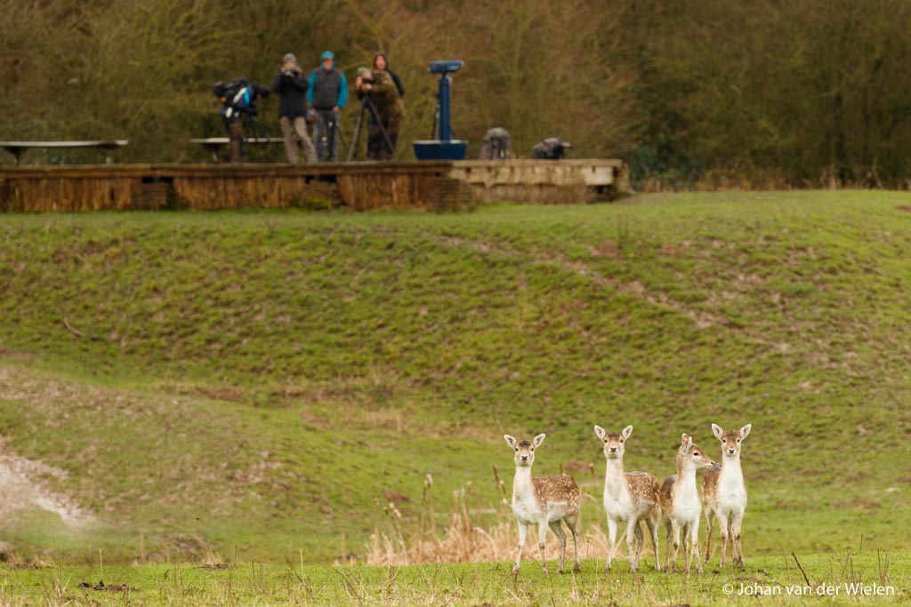 Beginnen met fotografie: van blijdschap kunnen stuiteren bij het zien van 'wilde' damherten ipv naar Kenia hoeven voor leeuwen, en dan nog klagen over het licht