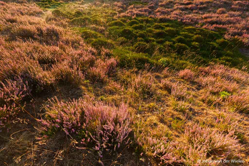 Het warme avondlicht strijkt over de paarse heide