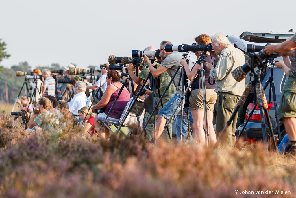 Als je op de wildbaan gaat staan sta je niet alleen. Maar laat je niet afschrikken door de vele fotografen of hun dure apparatuur. Want ook met beperkte materialen kun je hier prachtige beelden maken!
