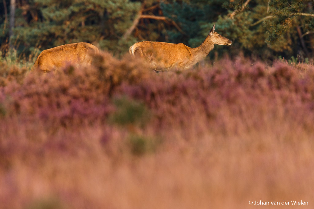 Juist door niet op statief te fotograferen juist door niet die lange vaste telelens mee te nemen maar een zoomlens ben ik zó flexibel dat ik laag bij de grond door de intens paarse heide heen deze hindes kan vastleggen.