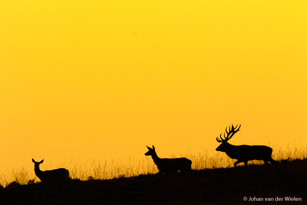 Achter de hindes aan… Door snel te bukken en vanaf de knie te fotograferen krijg ik een perfect silhouet op de heuvel met het licht van de inmiddels ondergegane zon.