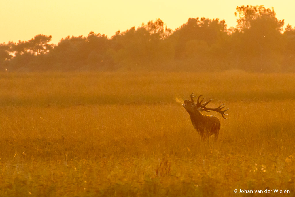 Het gouden licht geeft een schitterende toning van geeltinten en door de steeds kouder wordende lucht burlt het hert er niet alleen het indringende geluid maar ook een ademwolkje uit.