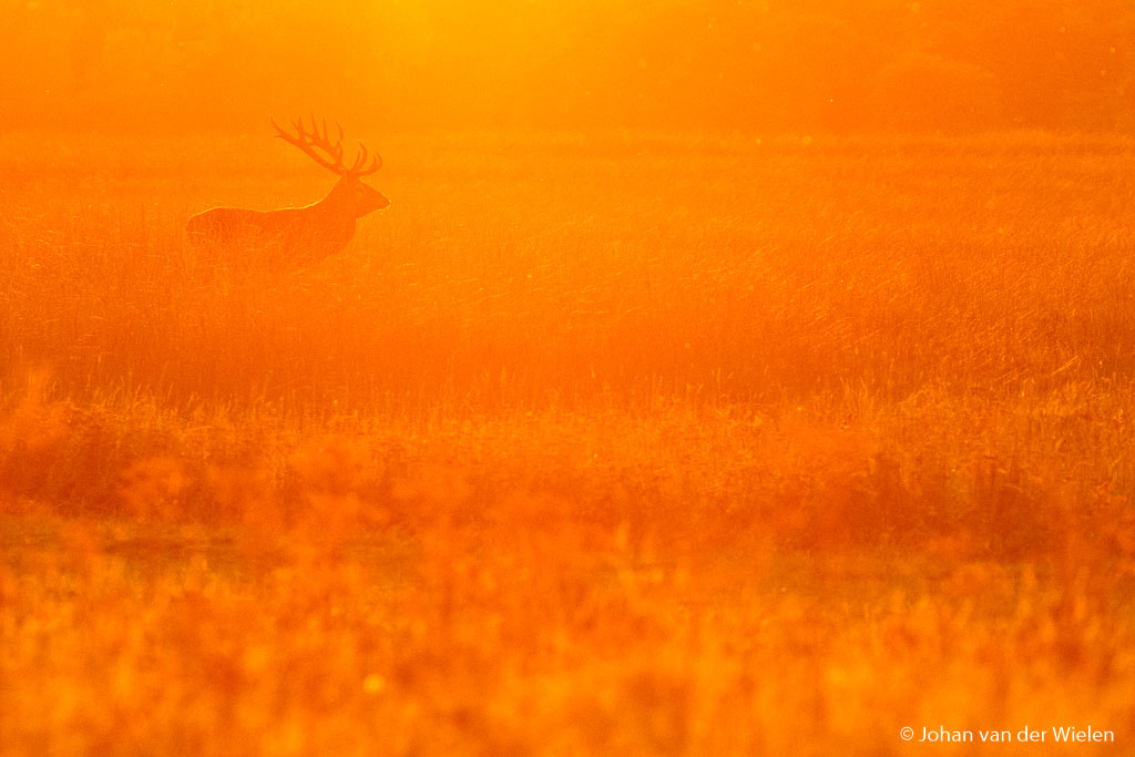 Het gouden licht waar ik zo dol op ben. Ik zorg ervoor dat de lage zon precies boven het hert staat, en puzzel net zo lang tot ik dit gouden licht in mijn beeld zie verschijnen.