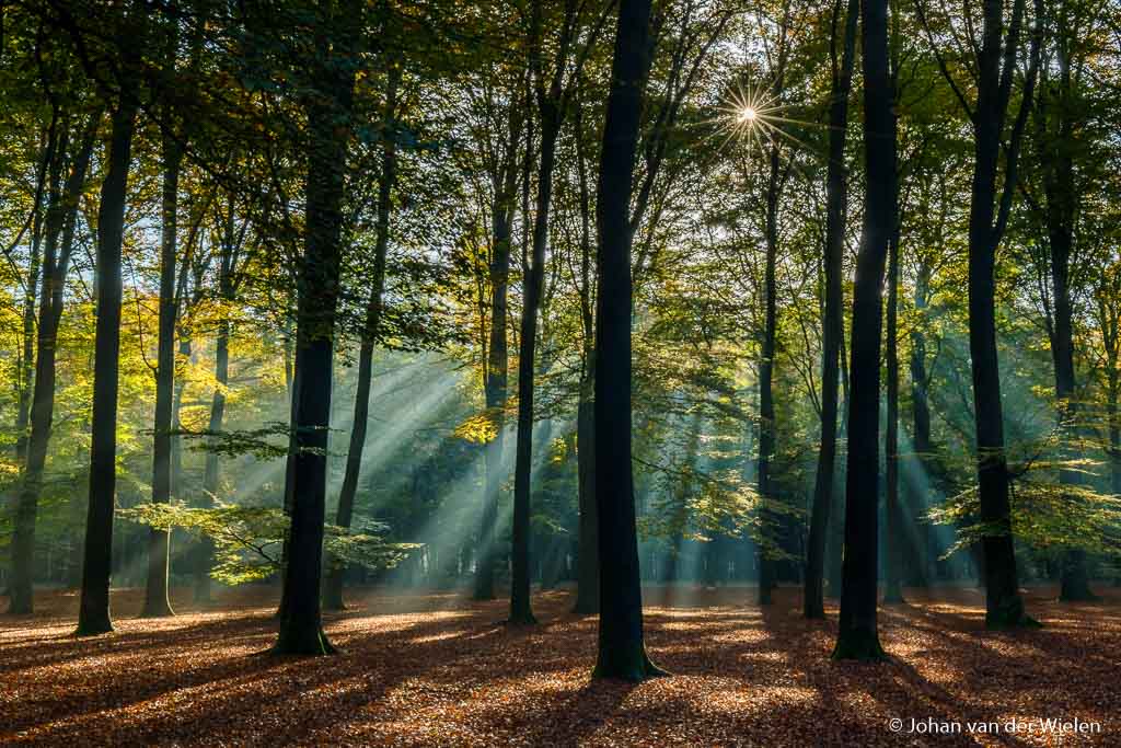 De lucht zit in het beeld maar wordt tegengehouden door de boomkruin, het stralende zonnetje breekt de donkere bomen en geeft een speels effect