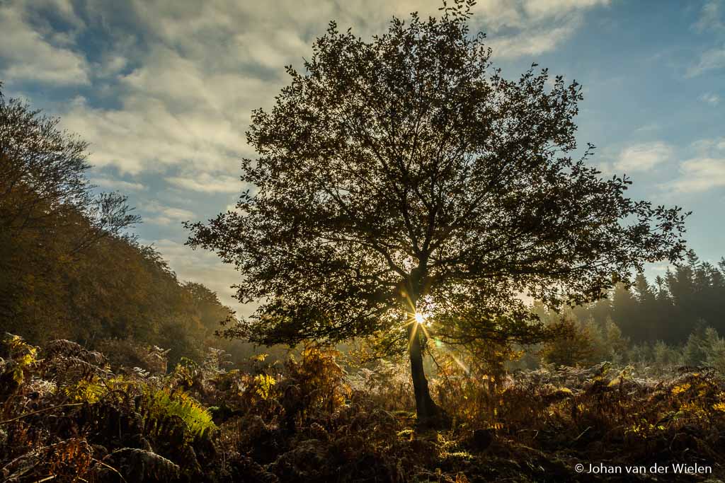 De eerste zonnestralen door een boompje op de open plek. Door het hoge diafragma getal (f/16) gaat hij leuk stralen door de takken.