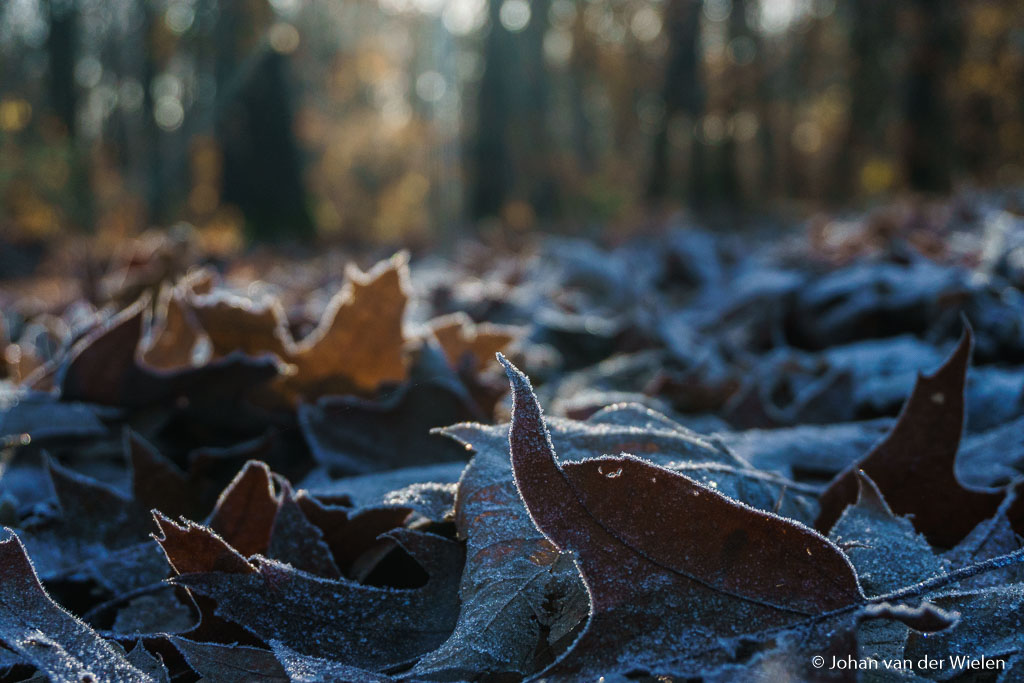 maandag 28-11, 10:38: rijp in het bos! mooi hoe het licht door de bomen schijn als achtergrond van het berijpte blad