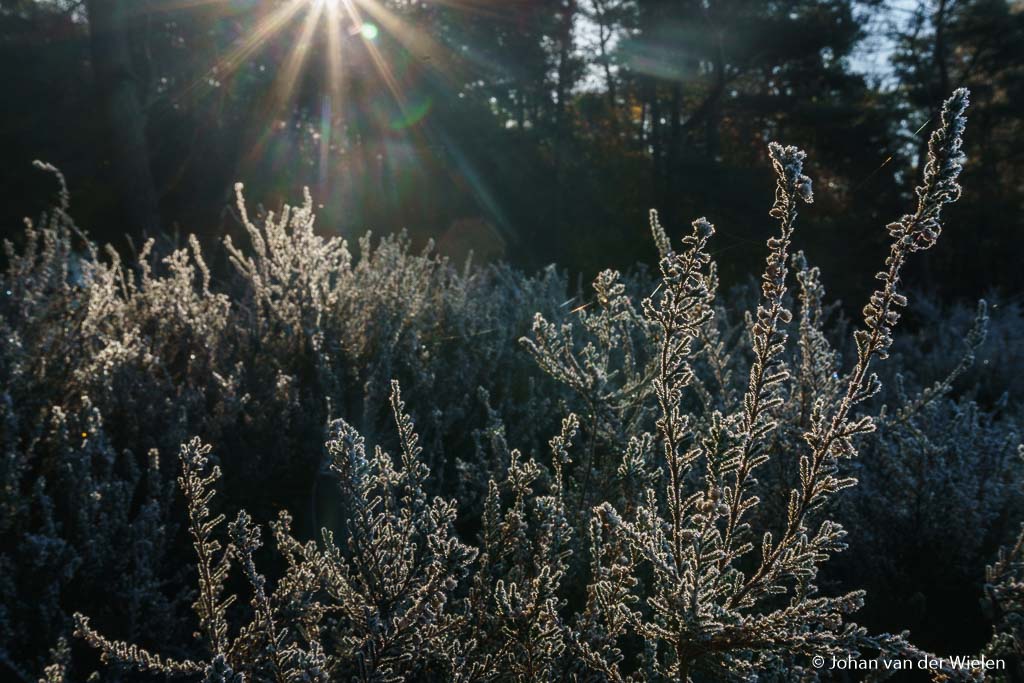 maandag 28-11, 11:03: Berijpte heide met tegenlicht. De hybride camera laat zich van zijn beste kant zien, wat een leuke diffractie!