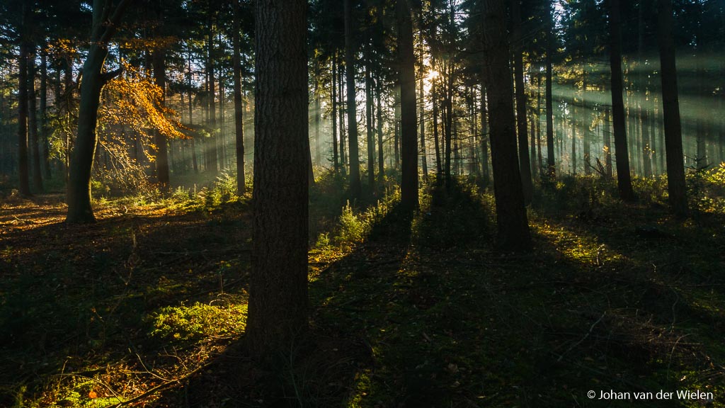 dinsdag 29-11, 11:02: er is meer vocht vanmorgen en dus kans op mijn favoriete zonnestralen. De beuken zijn echter kaal en dus ga ik op pad naar de sparren.