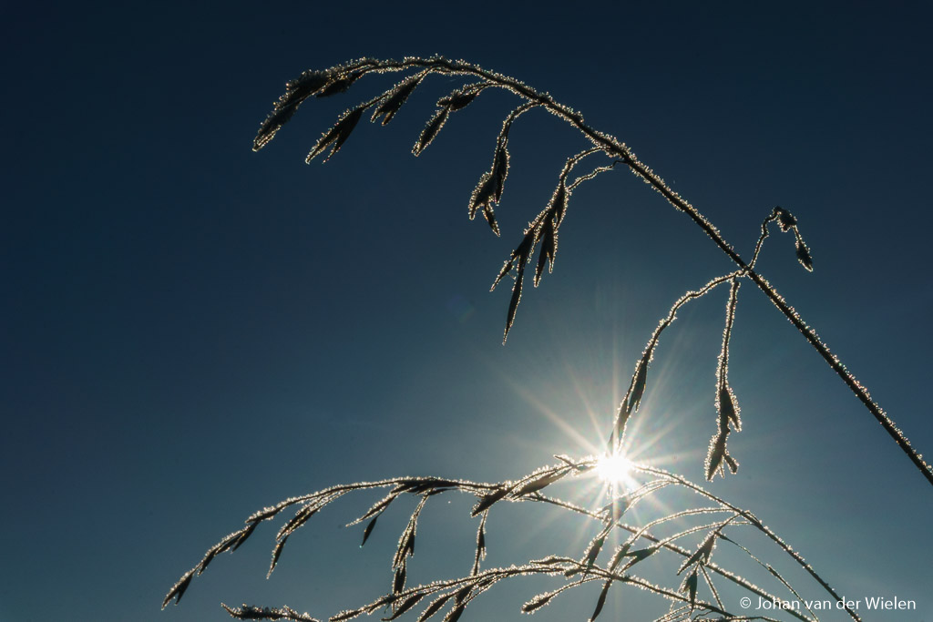 dinsdag 29-11, 11:30: helder zonnetje en berijpte grassprieten... de winter is begonnen!