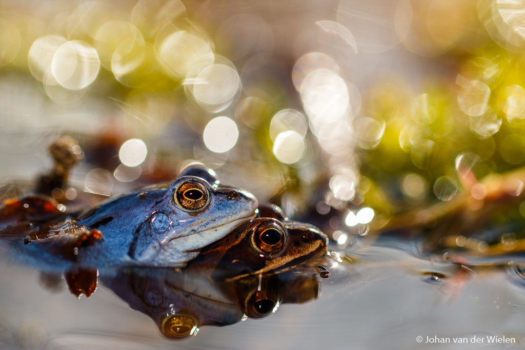 Niet alleen de macro fotografen hebben de voorjaar in de bol… een blauwtje lopen heeft voor de heidekikker een heel andere betekenis dan bij ons.