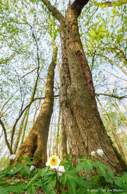 Bosanemonen in een ‘magrove’ bos, door de enorme groothoek kun je zelfs klein miniboompjes eruit laten zien als woudreuzen!