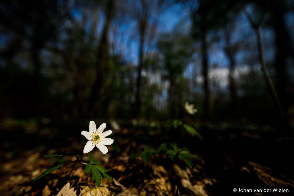 Heerlijk die harde lichtval door het bos. Met fikse onderbelichting krijg je dan een extreem contrast. Door de 18cm minimale scherpstelafstand kan ik ook echt dichtbij mijn onderwerp kruipen!