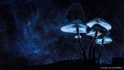 ~ Creatief met Paddenstoelen~ gevorderde workshop flitstechnieken