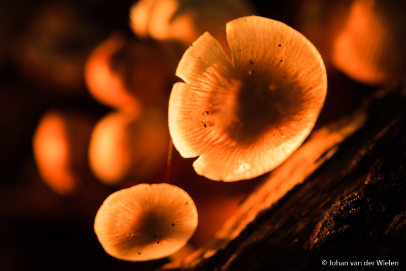 Een ouderwets gloeilampje van links, veel warmer licht met mooie accenten op ook de paddenstoelen in de achtergrond