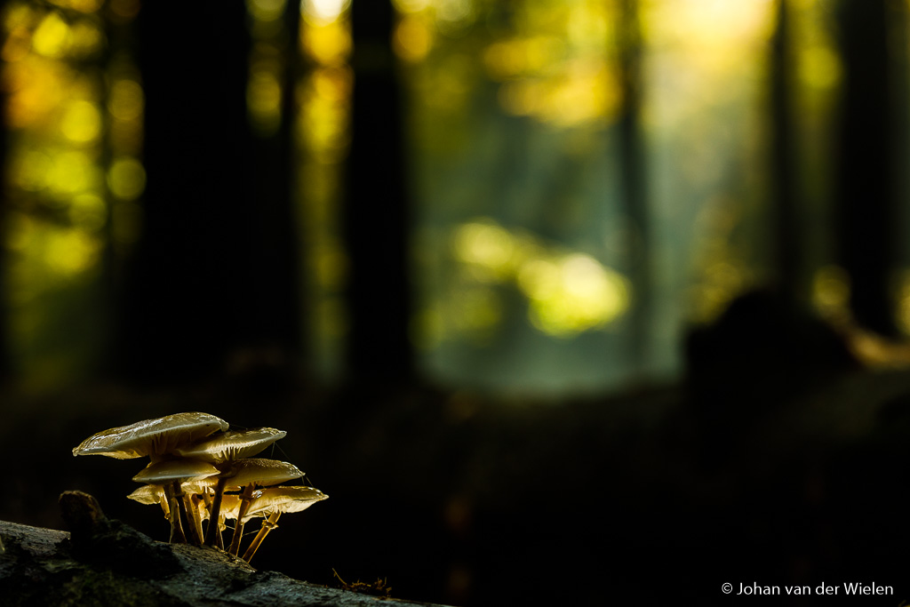 NWT Conferentie: Leer anders naar de natuur kijken - Fotografieworkshop herfstdetails in het bos