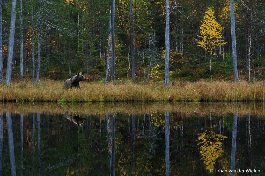 Beer in geel ruska landschap