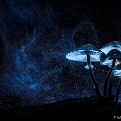 ~ Creatief met Paddenstoelen~ gevorderde workshop flitstechnieken