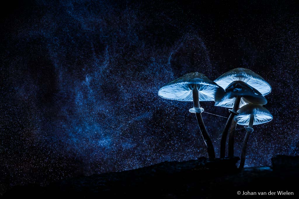 ~ Paddenstoelen Waterloopbos ~ workshop flitstechnieken